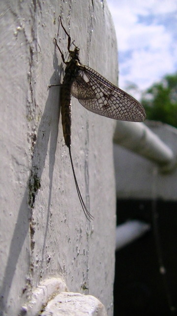 a black mayfly on the side of a painted white, canal lock gate paddle winding post.