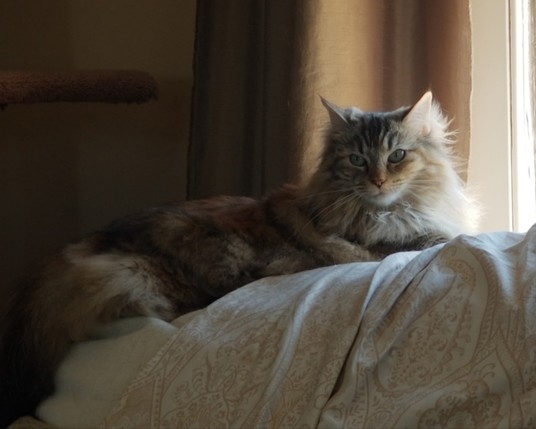 Cat lying on the back of a sofa with the sun from a window playing over her.