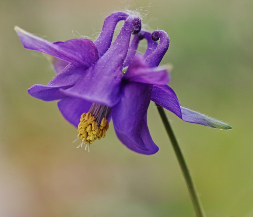Eine einzelne violette Blüte einer Akelei. Die gelben Staubgefäße geben einen guten Farbkontrast zur Blüte.  