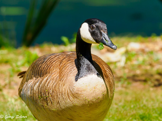 Close up of a Canada Goose, facing the camera.  The bird's round body is a mix of tan and white feathers, while its neck is black.  The head is black with white cheeks.  There is a tiny piece of green duckweed hanging from the bird's mouth.