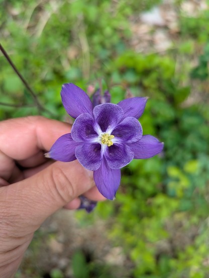 Eine Nahaufnahme einer violetten Blüte, die von einer Hand gehalten wird. Die Blüte hat fünf spitz zulaufende, violette Blütenblätter mit einem helleren violetten Zentrum. In der Mitte der Blüte sind kleine gelbe Staubgefäße sichtbar. Eine Hand ist am linken Bildrand zu sehen, wie sie den Stängel hält. Der Hintergrund ist unscharf und zeigt grünes Laub sowie erdige Brauntöne.