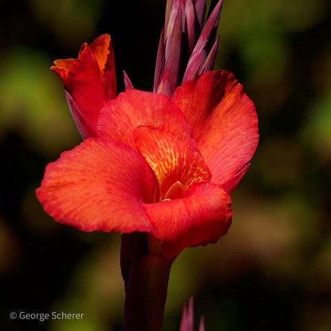 Close-up of a bright red Indian Shot flower, with unopened Indian Shot blossoms in the background.  