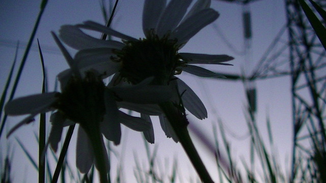 a couple of sorry lookin bullseye  daisies from underneath with electricity pylon in the background at dusk