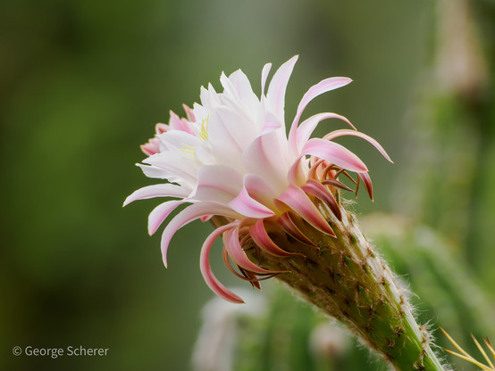 Close-up of a white and pink cactus flower emerging from a green spine covered stalk.  The background is out of focus, and mostly green.