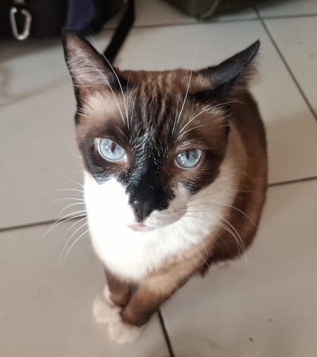 Lindo gato sialata de patas brancas olhando para a câmera. Os belos olhos azuis dele se destacam na imagem.