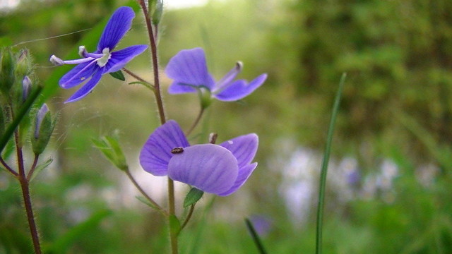 a small blue wild flower with spider silk