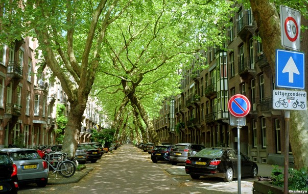 Amsterdam - Lomanstraat - overhellende bomen // árboles inclinados // leaning trees