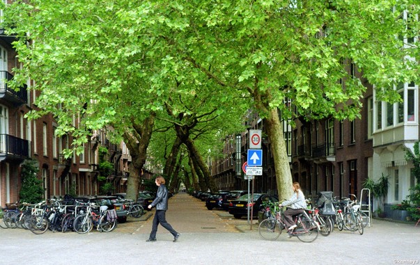 Amsterdam - Lomanstraat - overhellende bomen // árboles inclinados // leaning trees