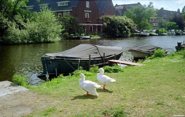 Amsterdam - Pieter Lastmankade - twee ganzen // pareja de gansos // a pair of geese