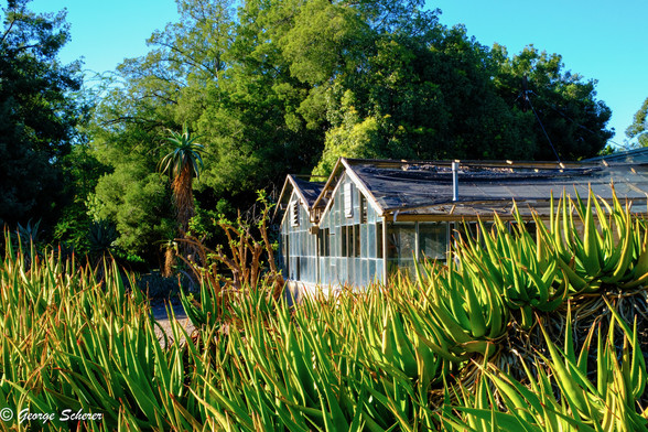 Photo of an dilapidated, abandoned greenhouse.  In the foreground is a bunch of succulents, probably aloe.  In the background, behind the greenhouse, is a stand of green trees.