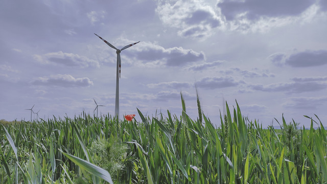 Im Vordergrund ein Getreidefeld mit einer einzelnen Mohnblüte, im Hintergrund einige Windräder. Grauer Himmel mit kräftigen Wolken.