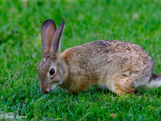 Close-up photo of a desert cottontail rabbit, with long straght ears, sitting on the green grass.