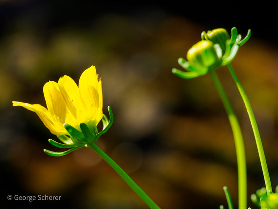 Photo of a yellow flower with a green stem, seen from the side.  The flower petals seem to glow as if illuminated from within.  In the background, are flower buds that aren't fully open yet.
