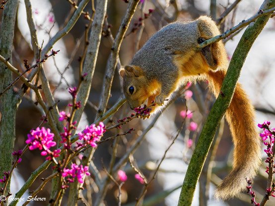 A fox squirrel is perched precariously on a branch in a tree, while leaning down to sniff at some tender red flower buds.