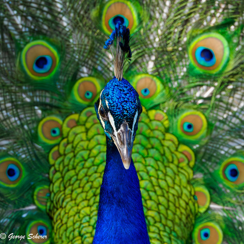Close-up of the head and neck of a peacock, staring into the camera.  The bird's head and neck are covered in iridescent blue feathers.  Behind the bird's head, his tail plumage is in full display, in green, blue and gold colors.
