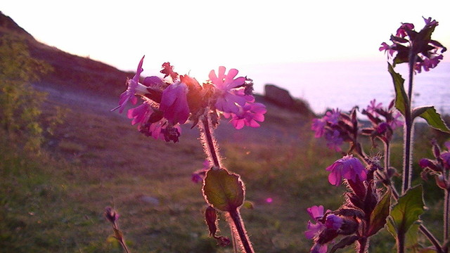 red campion this is. a wild pink flower in front of the setting over the sea behind a rocky coastline