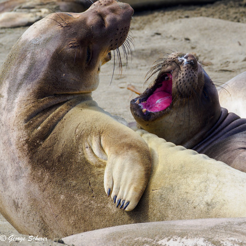 Close-up of two elephant seals lying next to each other on the beach.  Their mouths open and they are barking at each other.