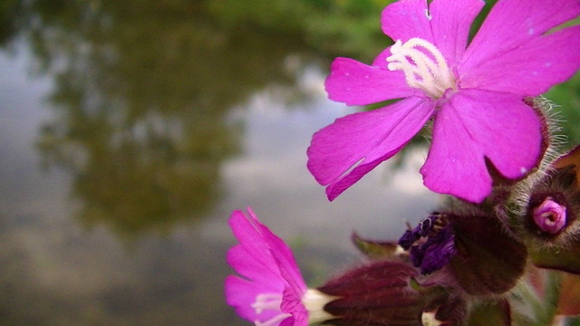 sun shine on red campion wild flowers with a small stream in the background
