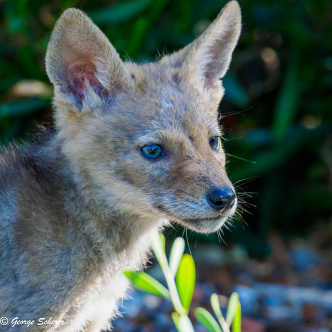 Close-up of the head and shoulders of a juvenile coyote against out of focus green foliage.