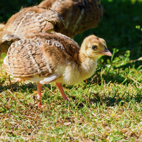 Close-up of a tiny peachick, covered in tan and white feathers, walking in the grass.  The bird's siblings are in the background.