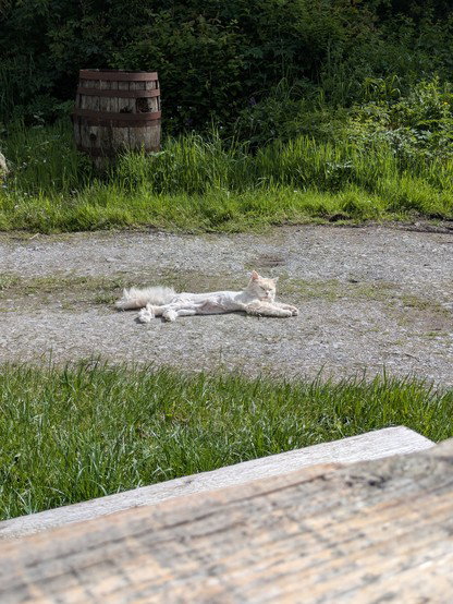 White shaved cat