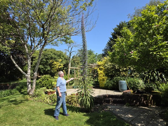 A very tall conical plant, an Echium, perhaps 5 m high and leaf spread no more than 1m wide at the base. The leaves are long and narrow  The top two thirds is covered in small purple flowers. 
To the left is a woman in blue trousers and top standing on lawn and further to the left a tree. Behind is a patio and an arbor with sweet peas on cane supports in front. To the left are steps up to the patio with a raised pond and tall variety of plants rising behind. A green water barrel is sitting on t…