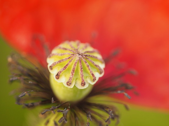 Detailaufnahme einer roten Klatschmohn-Blüte. In der Mitte die hellgrüne Samenkapsel, unten ein Kranz von Staubgefäßen, Hintergrund die roten Blütenblätter