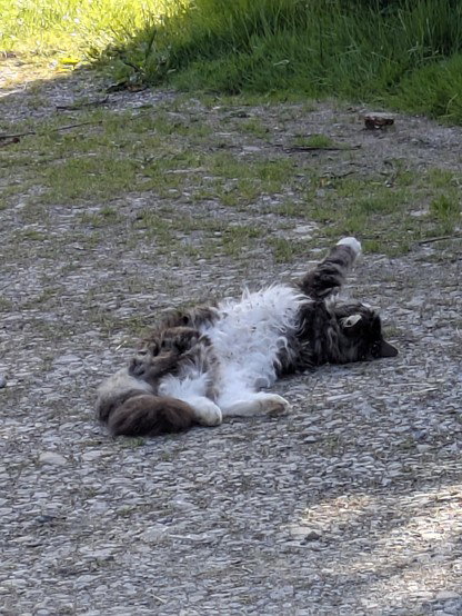 Pippin lying on his back half-twisted with one paw extended skyward