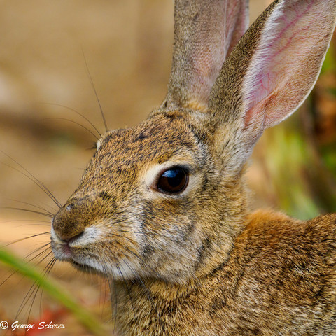 Close up of the head, neck, ears, and shoulder of a desert cotontail rabbit, against an out of focus light tan colored background.  