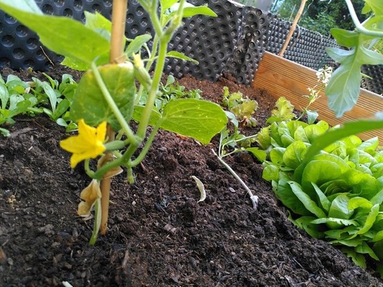 #potd Today I found the first mini cucumber! (and a lot of salad, which was not that well hidden) https://domm.plix.at/potd/2026-05-26.html