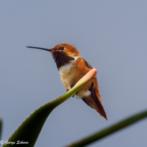 Hummingbird, seen from below, perched on the end of a succulent leaf.  The bird's feathers appear red, brown, orange and white.  