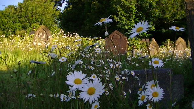 ox-eye daisies in a graveyard full of ox-eye daisies. the ones in the foreground are in the shadow of the church, the graves and ox-eye daisies in the background are in bright sunlight.