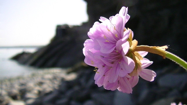 close up of a lilac coloured wild flower, on a rocky coastline.