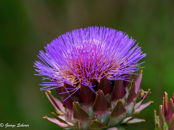 Close-up of a bright purple artichoke thistle flower, against an out of focus green background.
