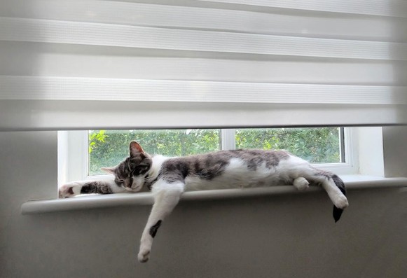 A white-grey moggy cat sleeps on a window sill, spread out relaxedly. The sun outside was just right, not quite a heatwave on this day.