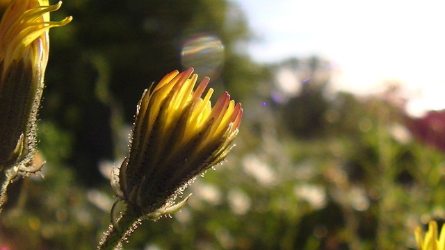 an early morning closed bristly stemmed yellow flower with red tinge on end of petals