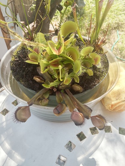 Venus flytrap bush.