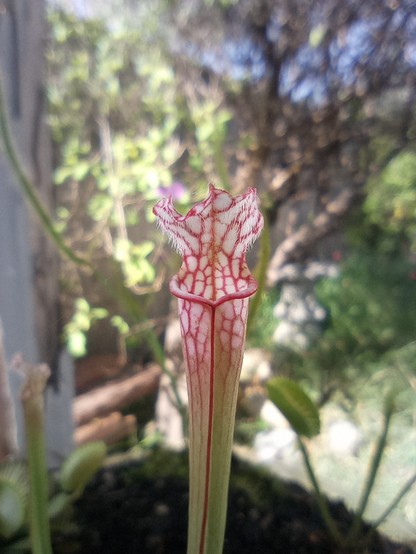 Red and white mouth of pitcher plant.