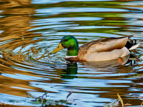 A male mallard, with bright green iridescent feathers on his head and a yellow bill, is floating on the water of a pond.  The duck just dipped its bill in the water, and now it is surrounded by concentric waves in the water.