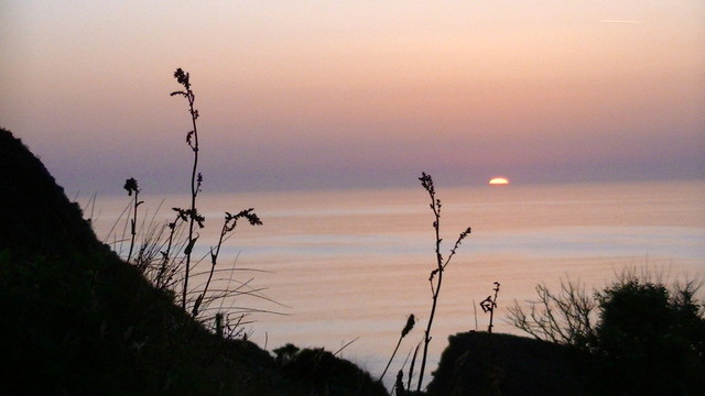 last bit of the sun dipping below the purple-pink sea. in dark purple-pink sky silhouette of scrub in foreground