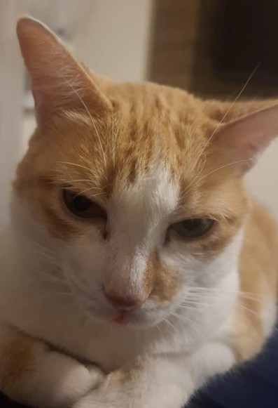 Foto de uma linda gata amarela e branca, tirada bem de perto do rosto dela.