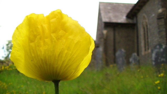 closed yellow poppy the side of a church with graves