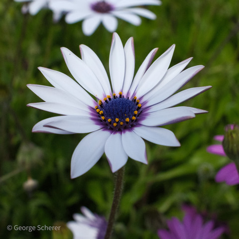 Close-up of an African Daisy, seen from the side.  The daisy has a dark purple center surrounded by little yellow balls, with many white petals.