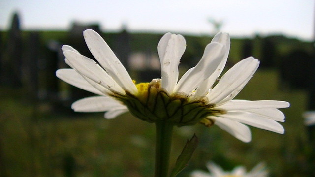 a sunlit ox-eye daisy from below, in a blurry graveyard