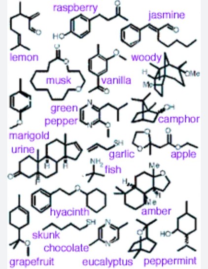 molecules

for

raspberry

jasmine

HO

lemon

woody

musk

vanilla

H

Mo

Me

green pepper

marigold

urine

AA

SH

NH

garlic

fish

H

camphor

Me

apple

hyacinth

SH

Me

amber

skunk

chocolate

grapefruit

eucalyptus

HO

peppermint