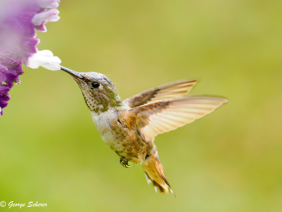 Close-up of a hummingbird hovering next to a white Mexican sage flower against an out of focus green background.  The bird's beak is buried in the flower as it drinks.   