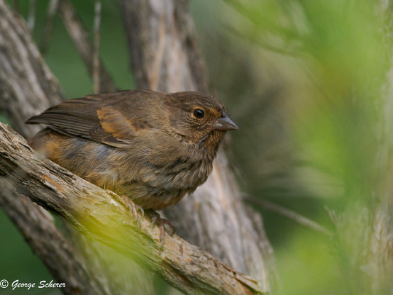 California Towhee sitting on a branch, surrounded by out of focus tan branches and green foliage.  The bird's feathers are fluffed up, as if it is getting ready to take off.