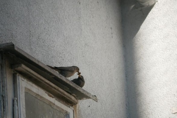 #potd A "black redstart" getting a snack during flight training in our courtyard. https://domm.plix.at/potd/2026-06-02.html