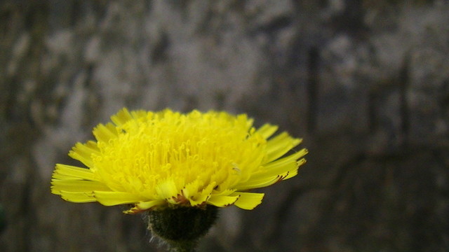 a yellow dandelion like flower with red tinge under the tips of the petals. prickly stem. in front of a grey gravestone