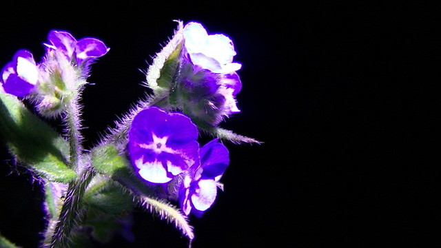 some small blue flowers on a hairy stalk, hairy leaves, at night in torch light. they are called "Green Alkanet" even though the flowers are blue. 
